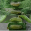 pol daphnis larva2 volg1